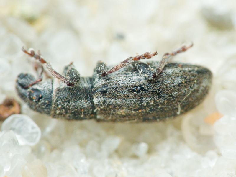 Sitona inops Gyllenhal, 1832